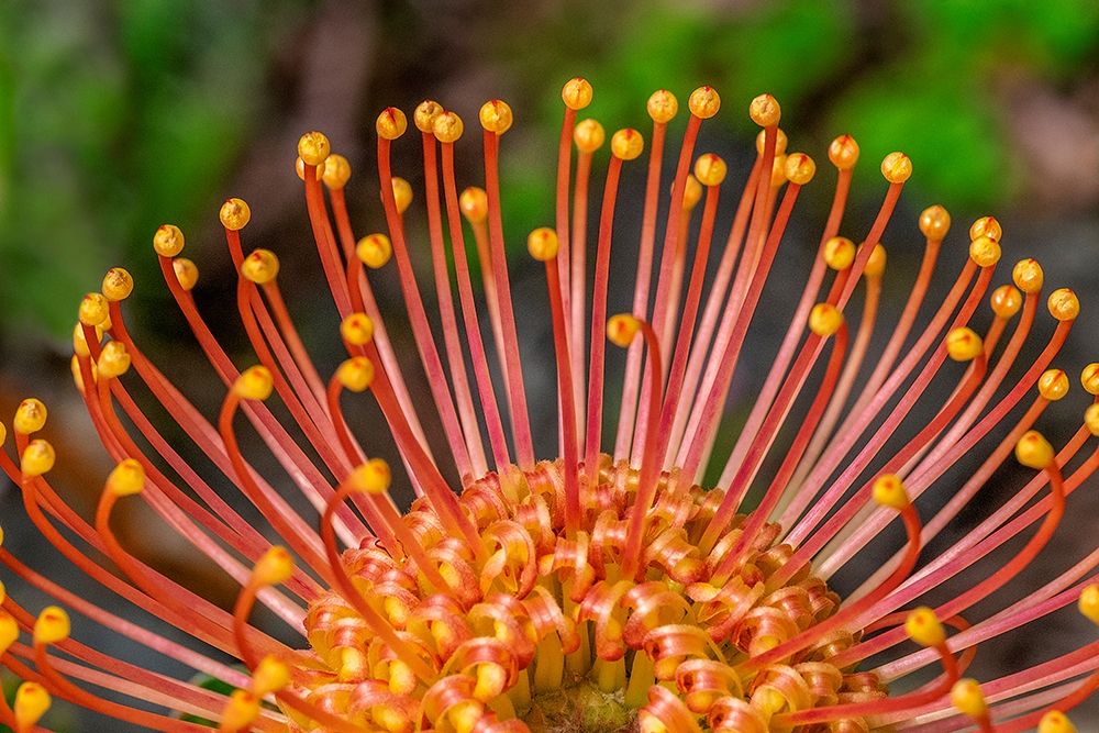 Pincushion Flower